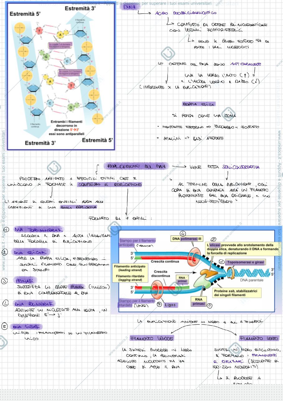 Anteprima pagina 1 — Biologia
