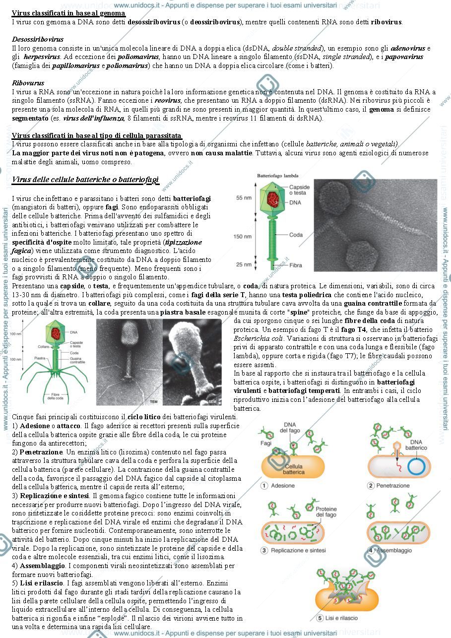 Anteprima pagina 2 — Virus e batteri