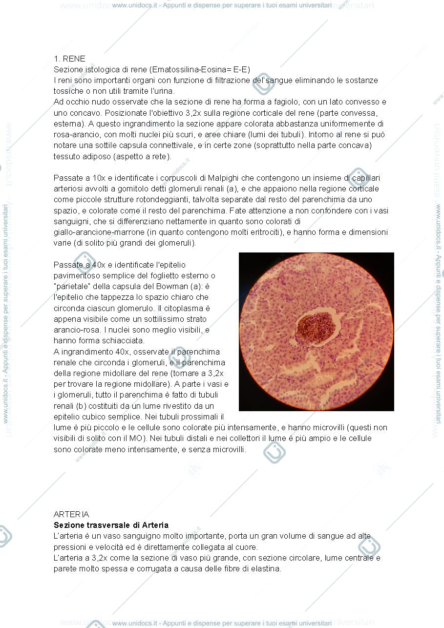 Anteprima pagina 1 — Descrizione metà dei vetrini istologia 