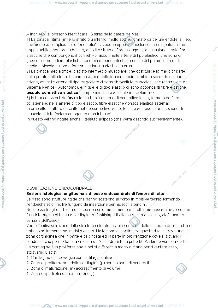 Anteprima pagina 2 — Descrizione metà dei vetrini istologia 