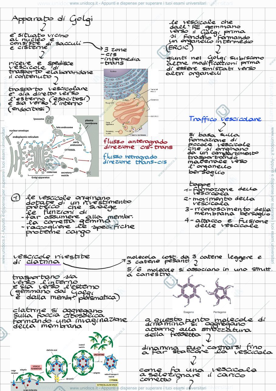 Anteprima pagina 1 — Apparato di Golgi 