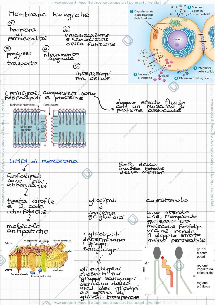 Anteprima pagina 1 — Membrane biologiche