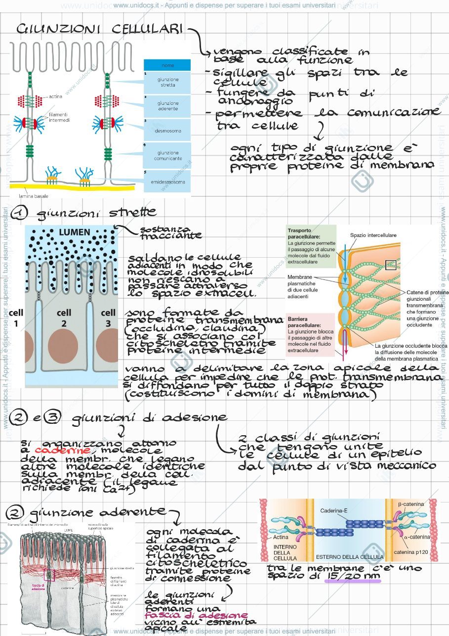 Anteprima pagina 1 — Giunzioni cellulari e matrice extracellulare 