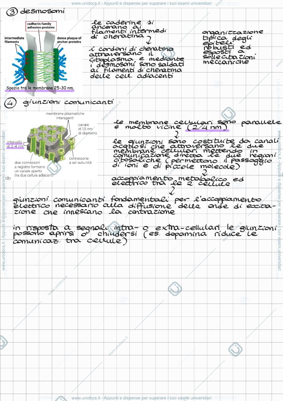 Anteprima pagina 2 — Giunzioni cellulari e matrice extracellulare 