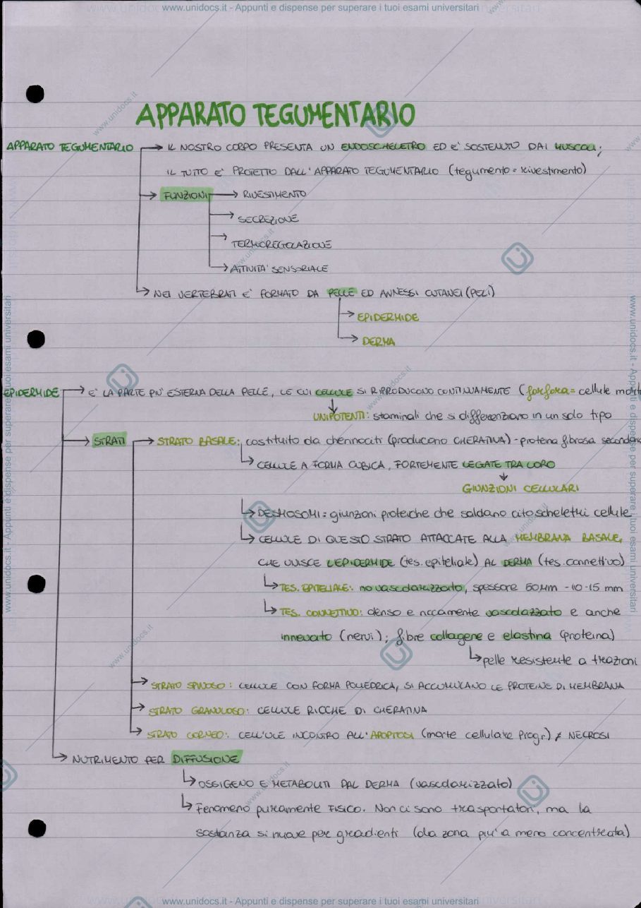 Anteprima pagina 2 — Biologia del corpo mano