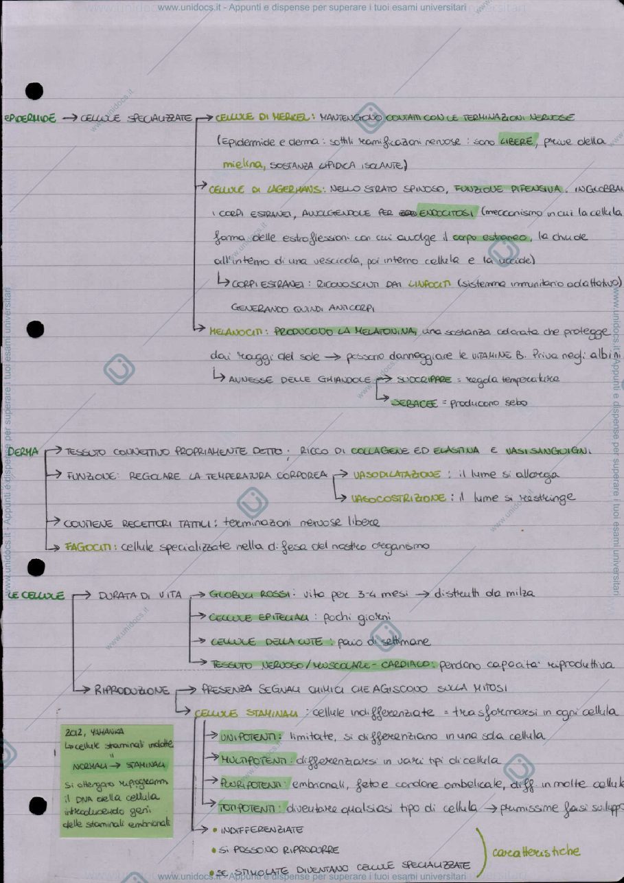 Anteprima pagina 3 — Biologia del corpo mano