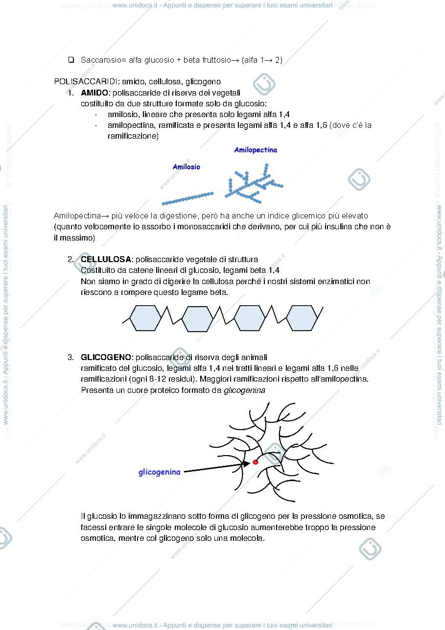 Anteprima pagina 3 — biochimica
