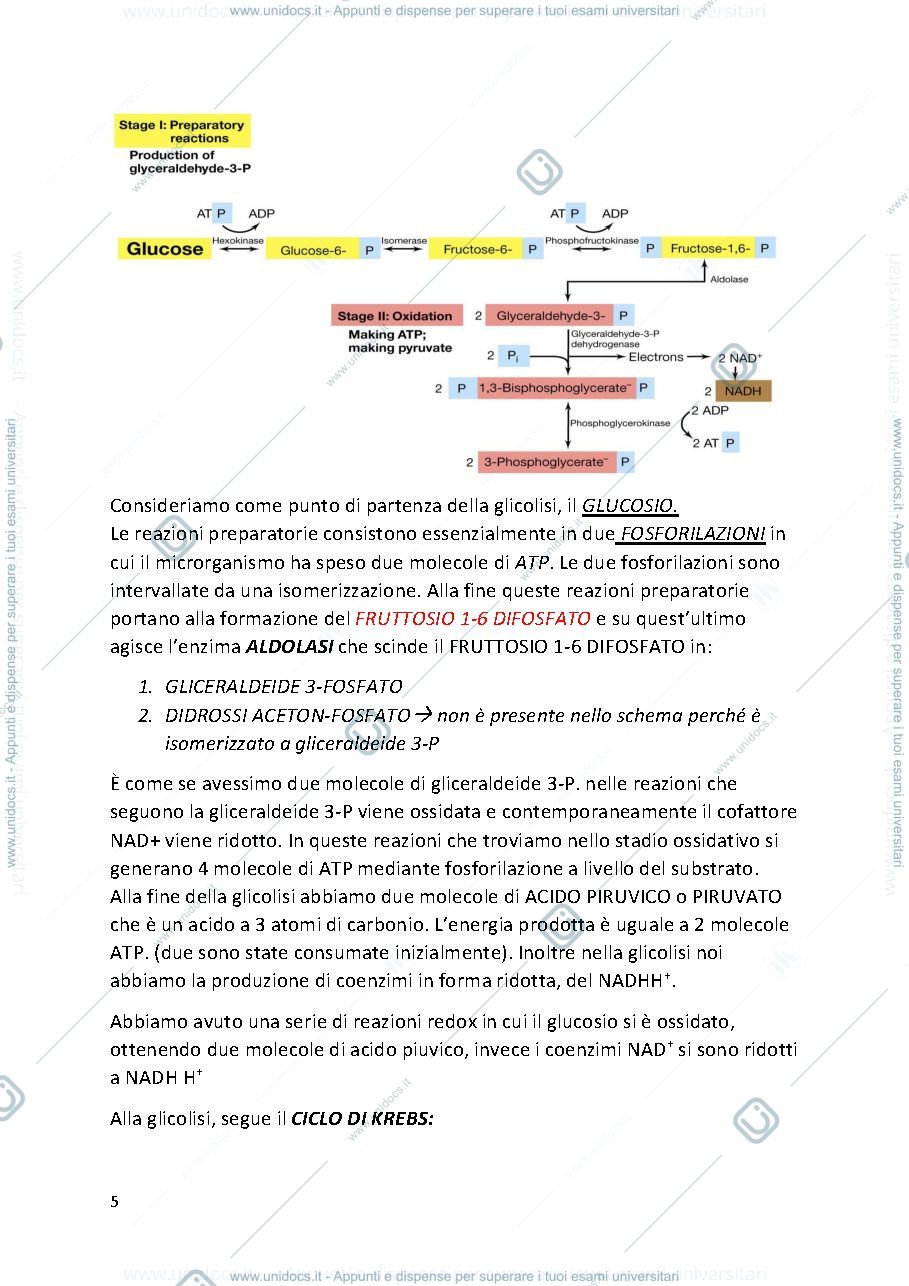 Anteprima pagina 5 — MICROBIOLOGIA PROF. MINERVINI (secondo esonero)