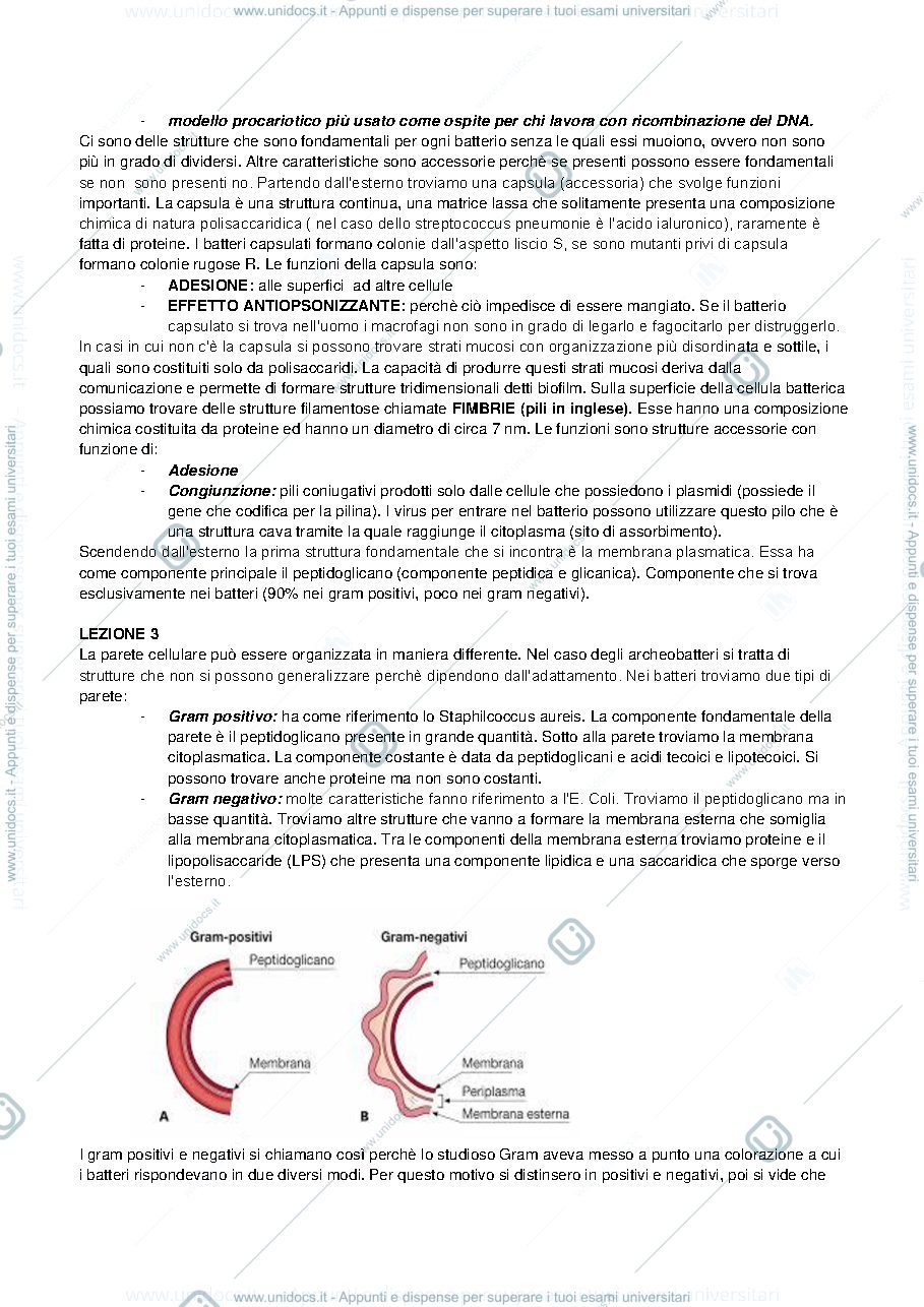Anteprima pagina 3 — BIOLOGIA DEI MICRORGANISMI