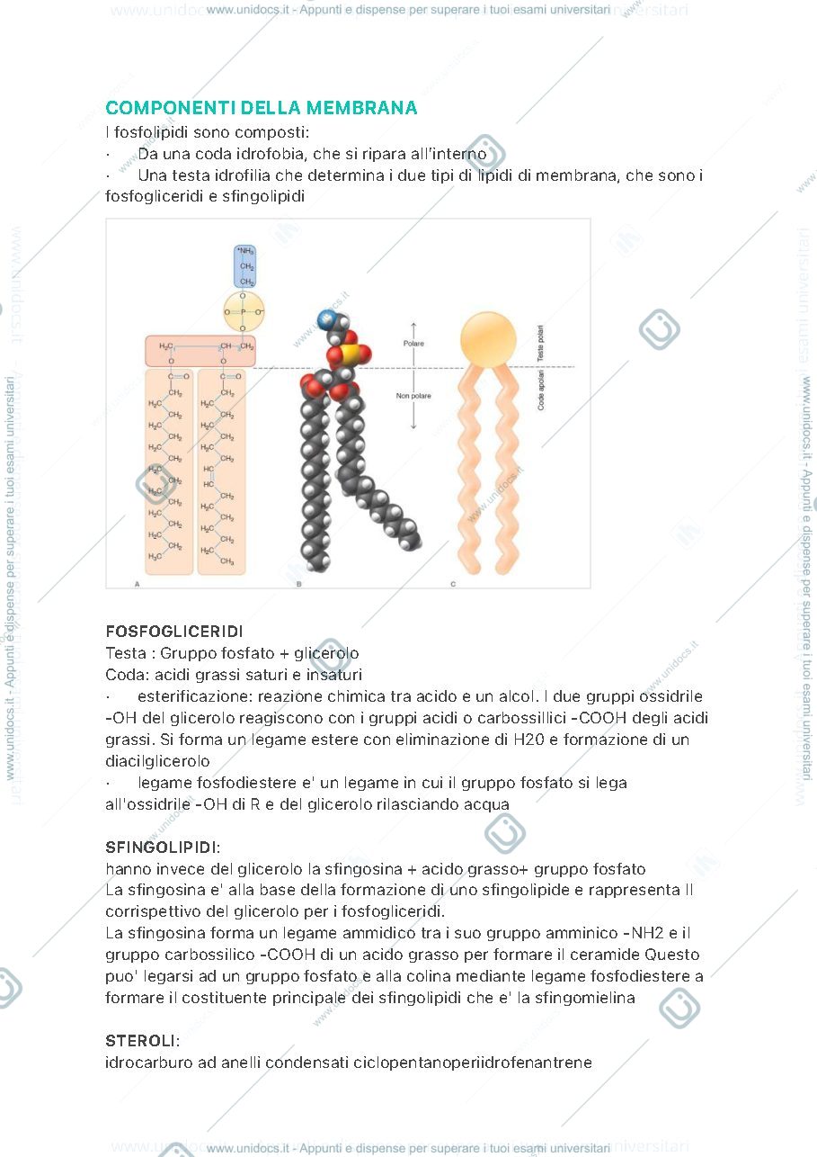 Anteprima pagina 4 — Sbobine biologia