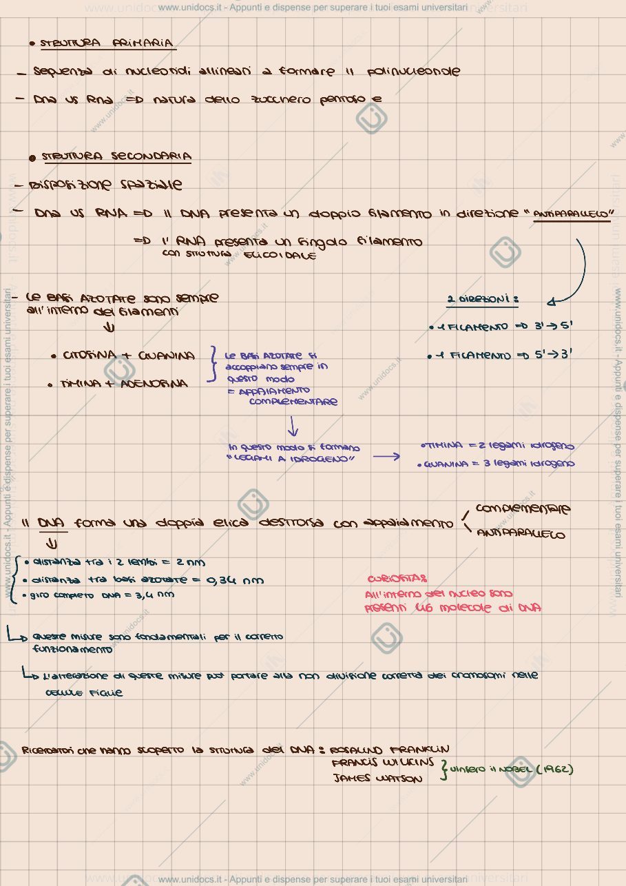 Anteprima pagina 2 — Acidi Nucleici