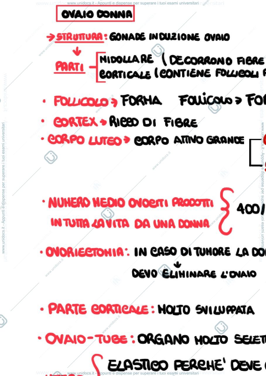 Anteprima pagina 1 — Follicologenesi+ ovaio
