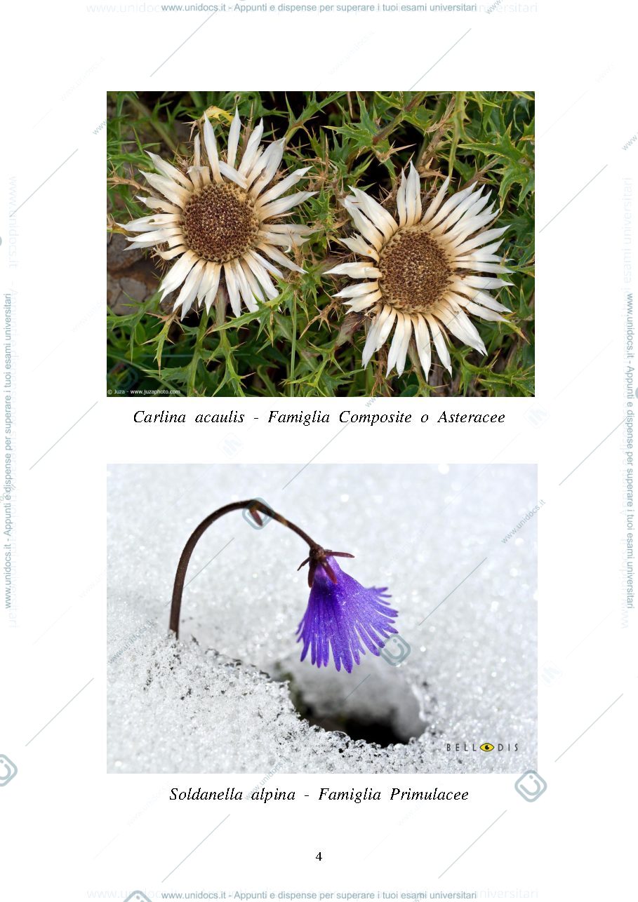 Anteprima pagina 4 — Appunti di botanica