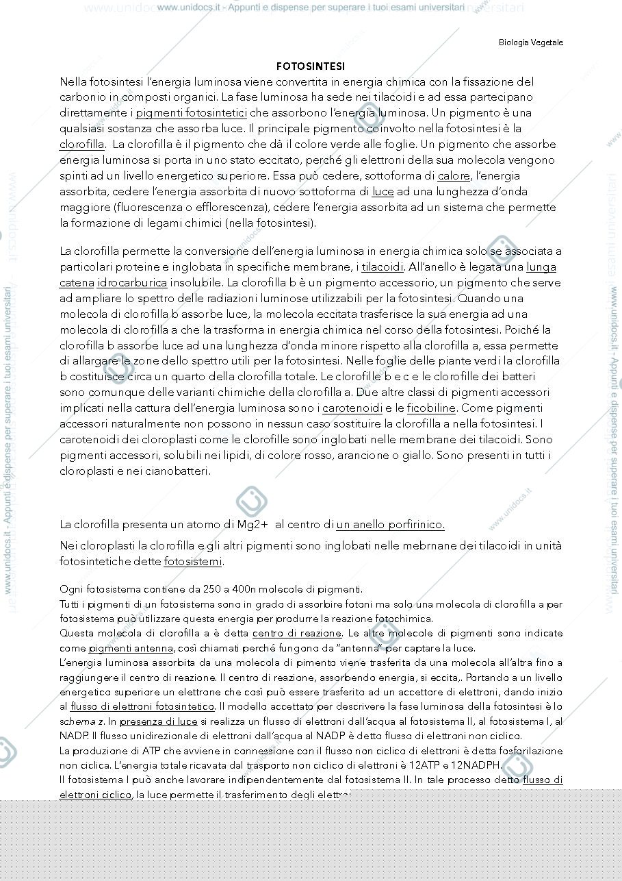 Anteprima pagina 1 — Fotosintesi