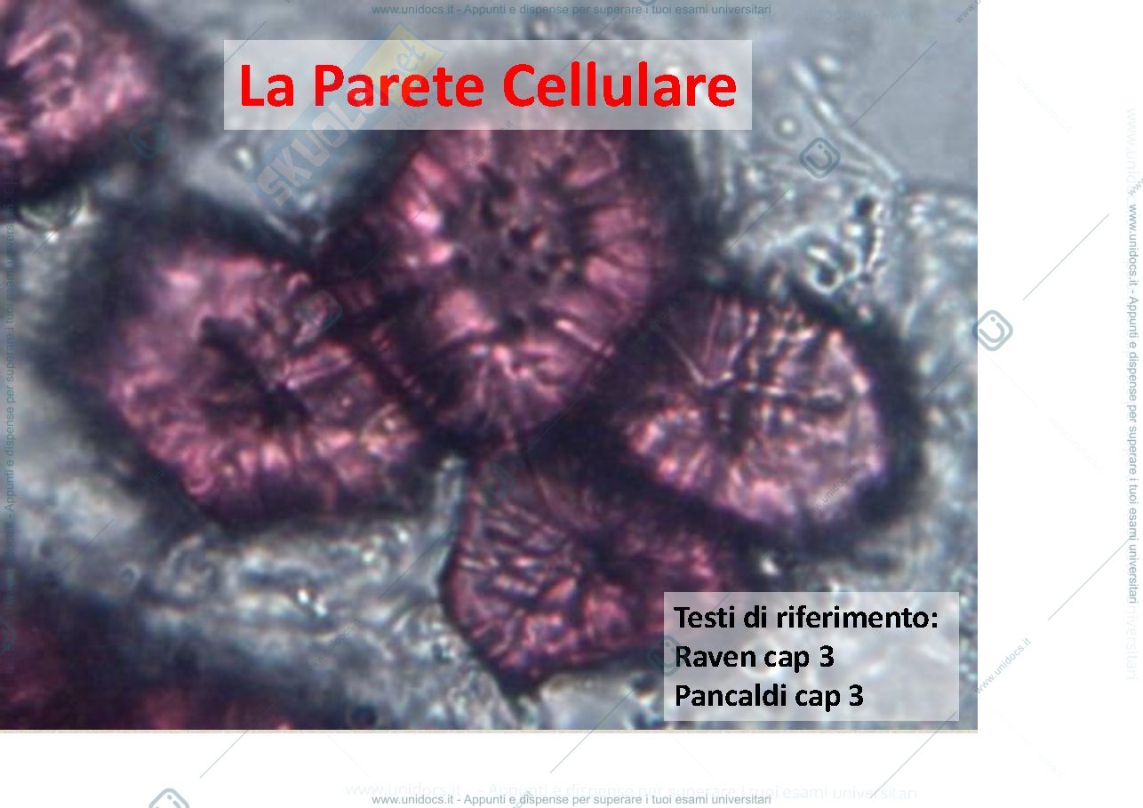 Anteprima pagina 1 — Biologia vegetale