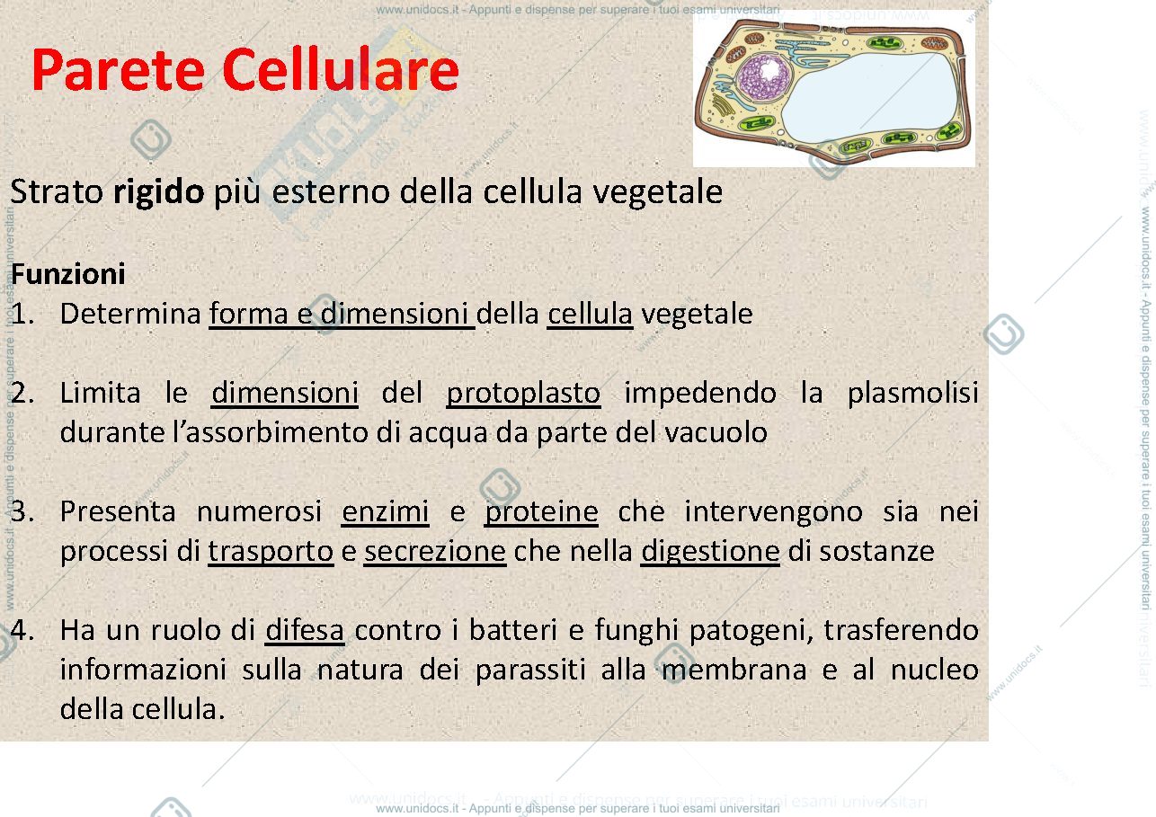 Anteprima pagina 2 — Biologia vegetale