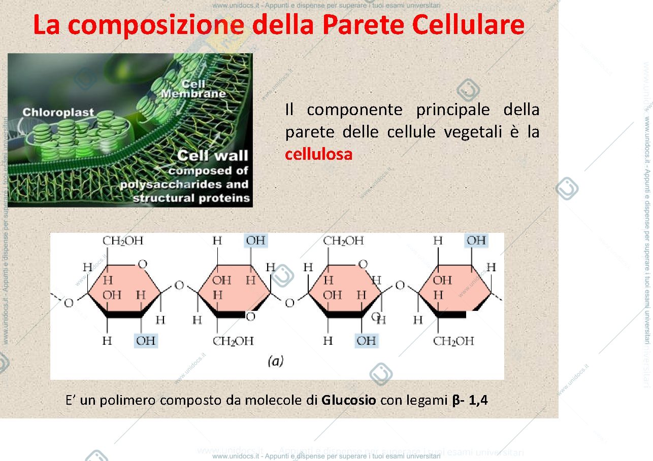 Anteprima pagina 3 — Biologia vegetale