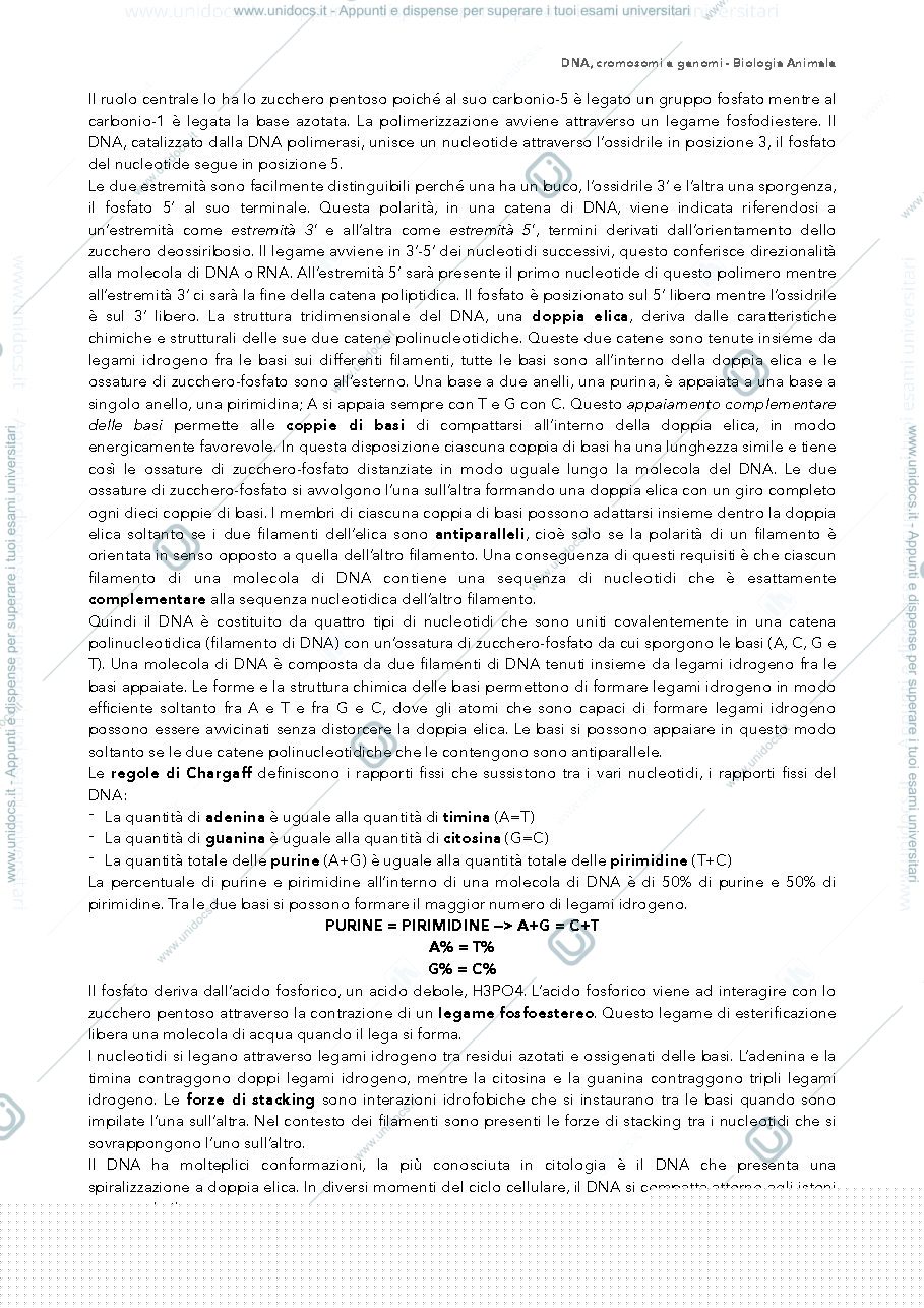 Anteprima pagina 2 — materiale genetico biologia 