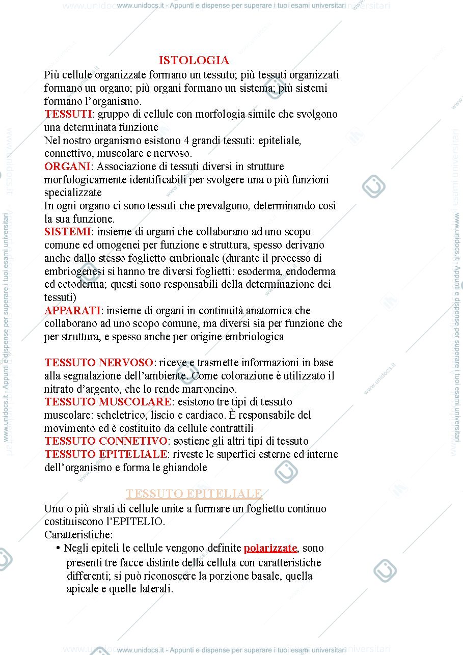 Anteprima pagina 1 — Tessuto epiteliale