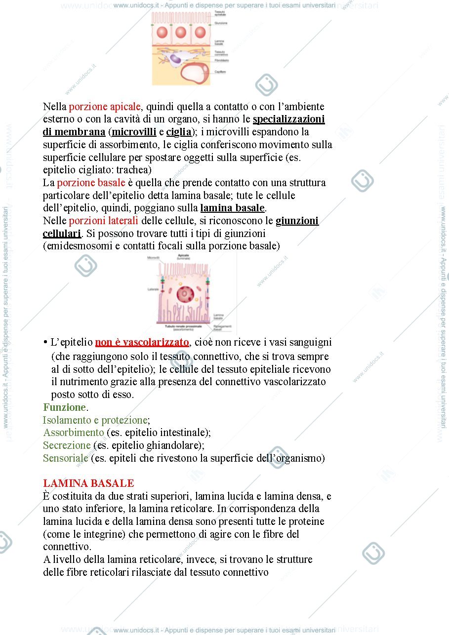 Anteprima pagina 2 — Tessuto epiteliale