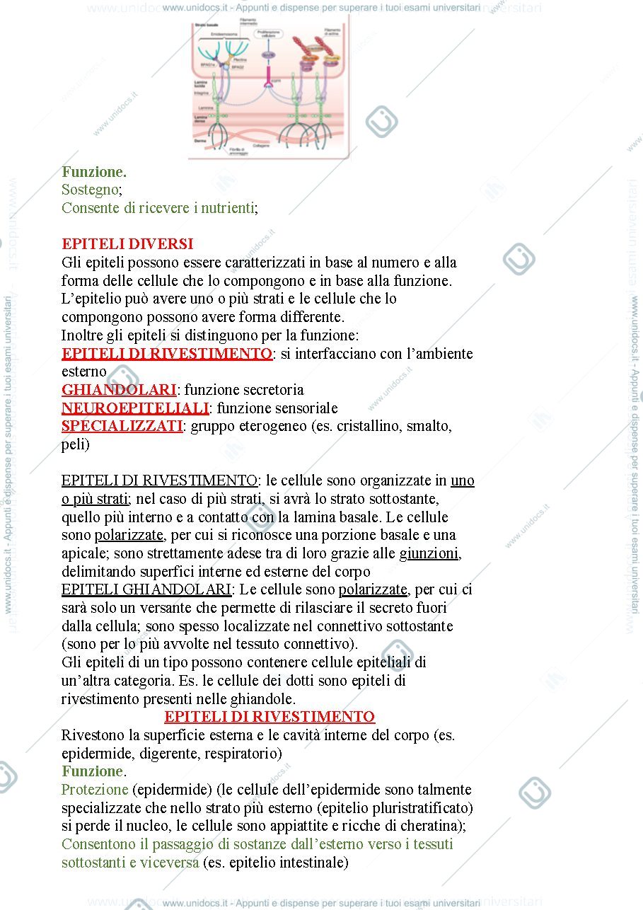 Anteprima pagina 3 — Tessuto epiteliale