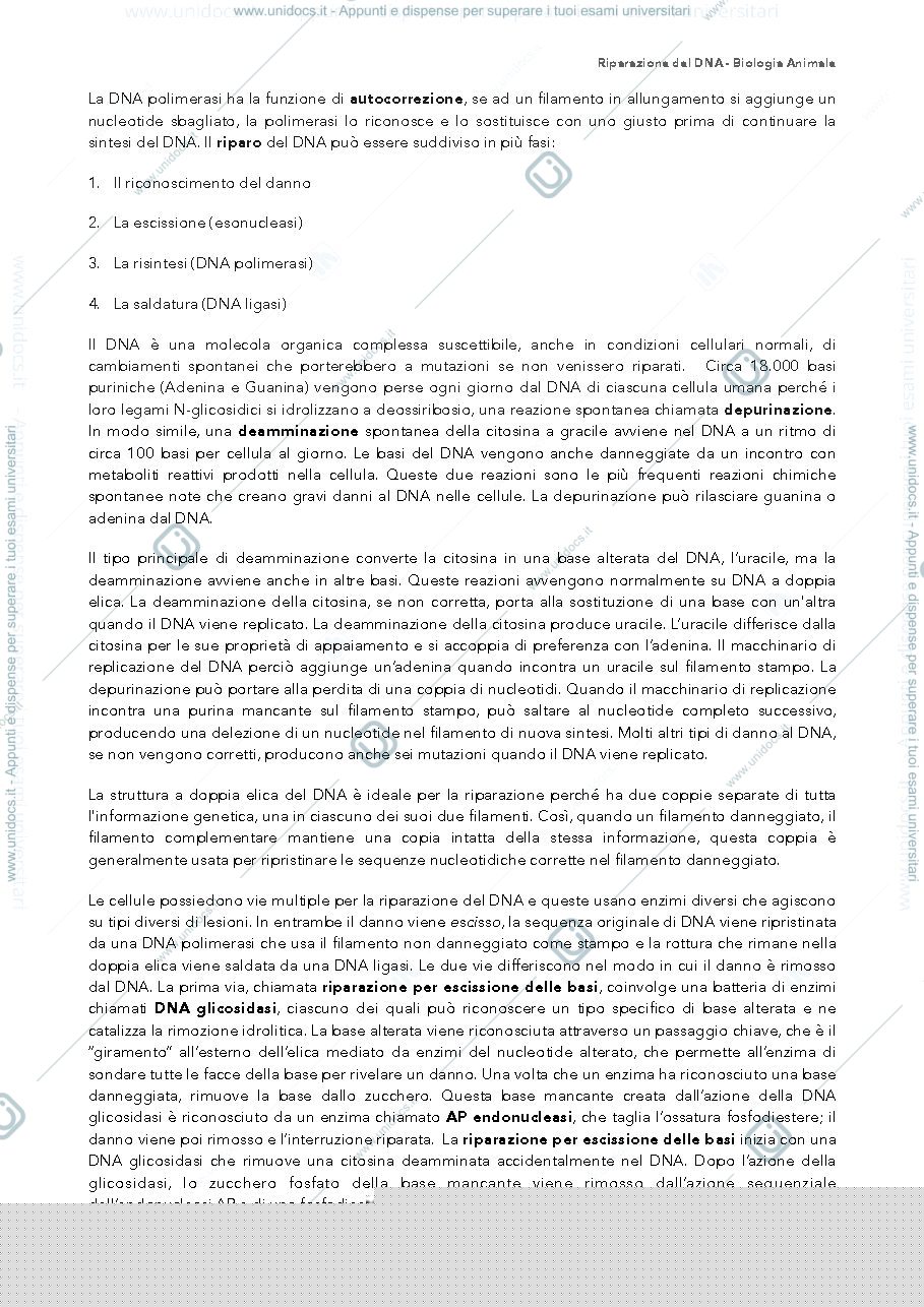 Anteprima pagina 2 — riparazione del DNA