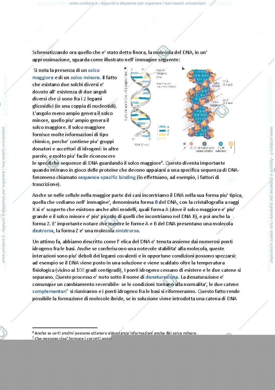 Anteprima pagina 5 — Biologia molecolare