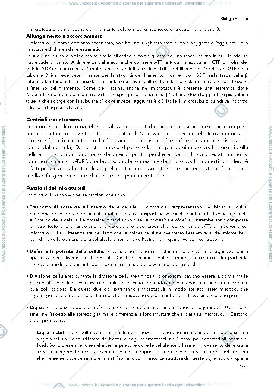 Anteprima pagina 2 — citoscheletro biologia