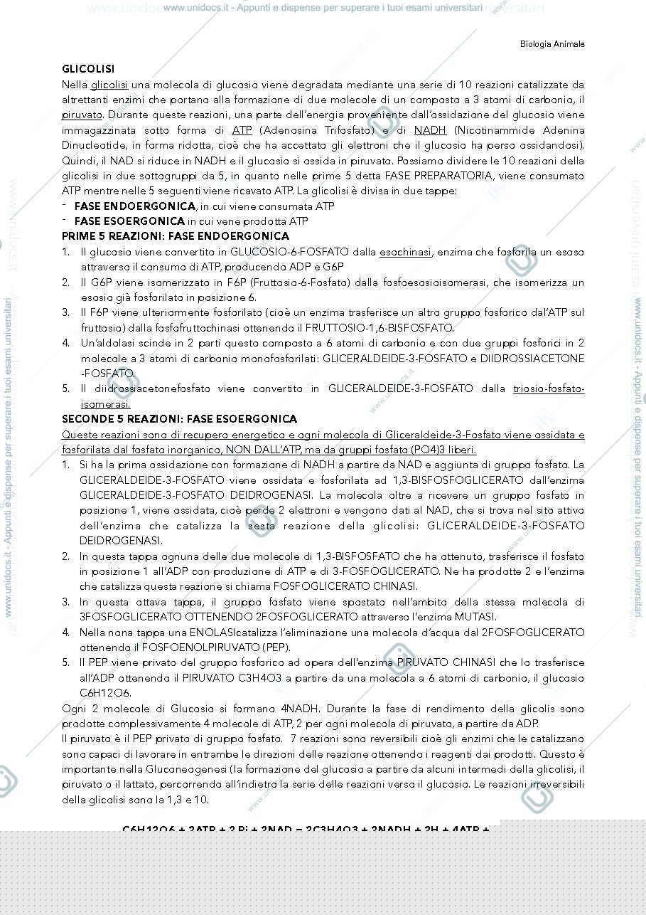 Anteprima pagina 2 — bio energetica biologia glicolisi TCA dec.ox.