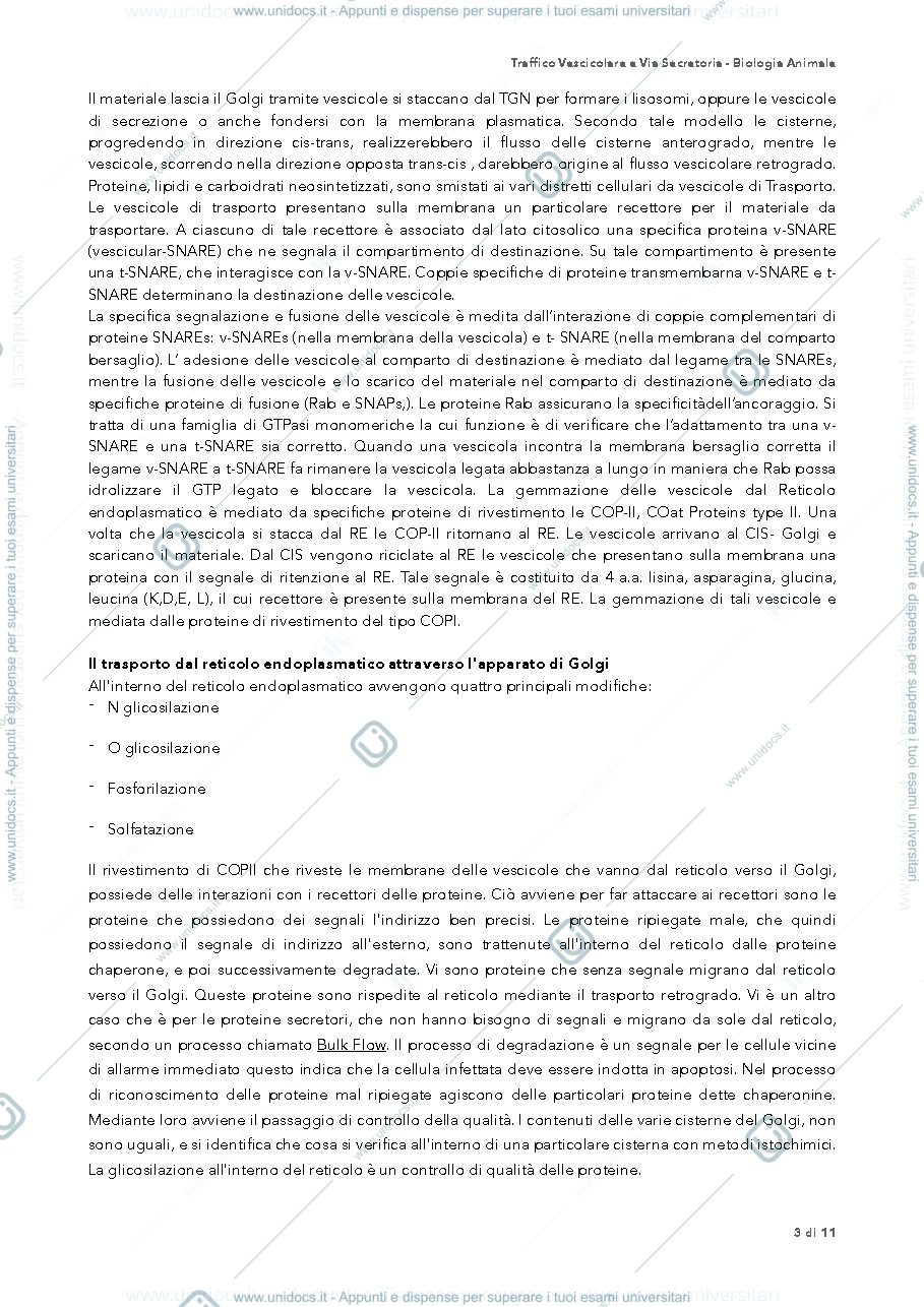 Anteprima pagina 3 — traffico vescicolare biologia
