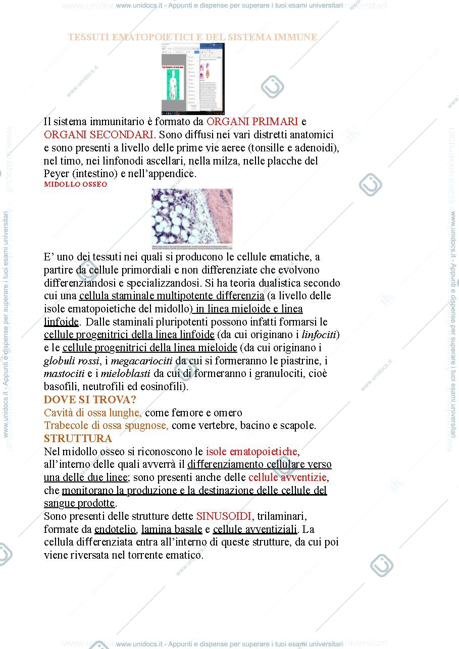 Anteprima pagina 1 — Tessuto ematopoietico 