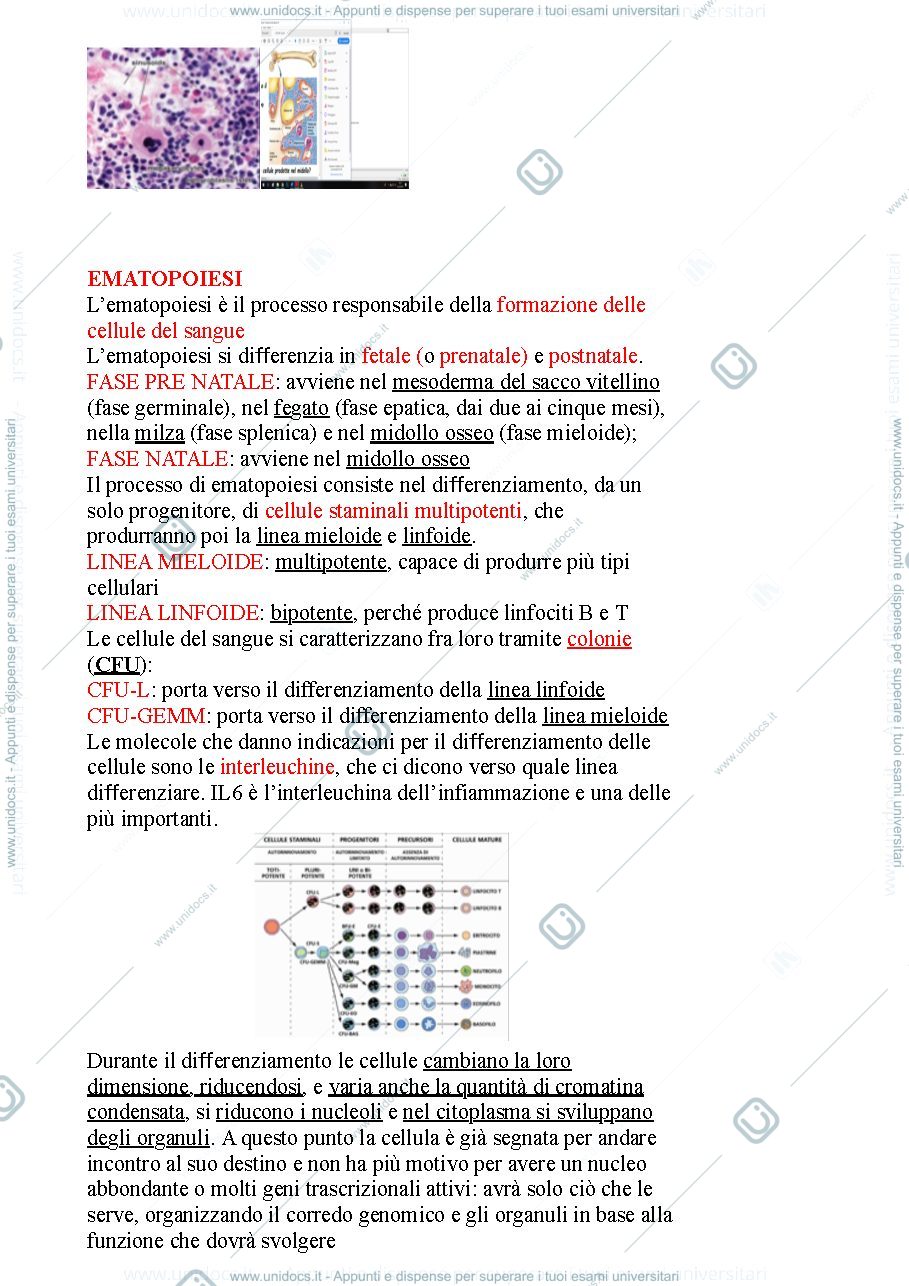 Anteprima pagina 2 — Tessuto ematopoietico 