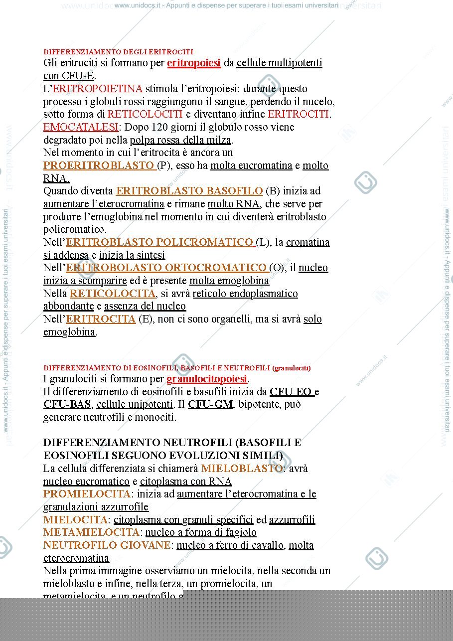 Anteprima pagina 3 — Tessuto ematopoietico 