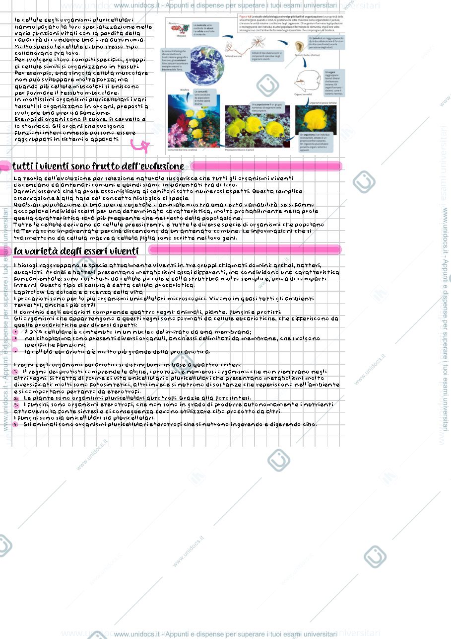 Anteprima pagina 4 — Biologia med primo anno