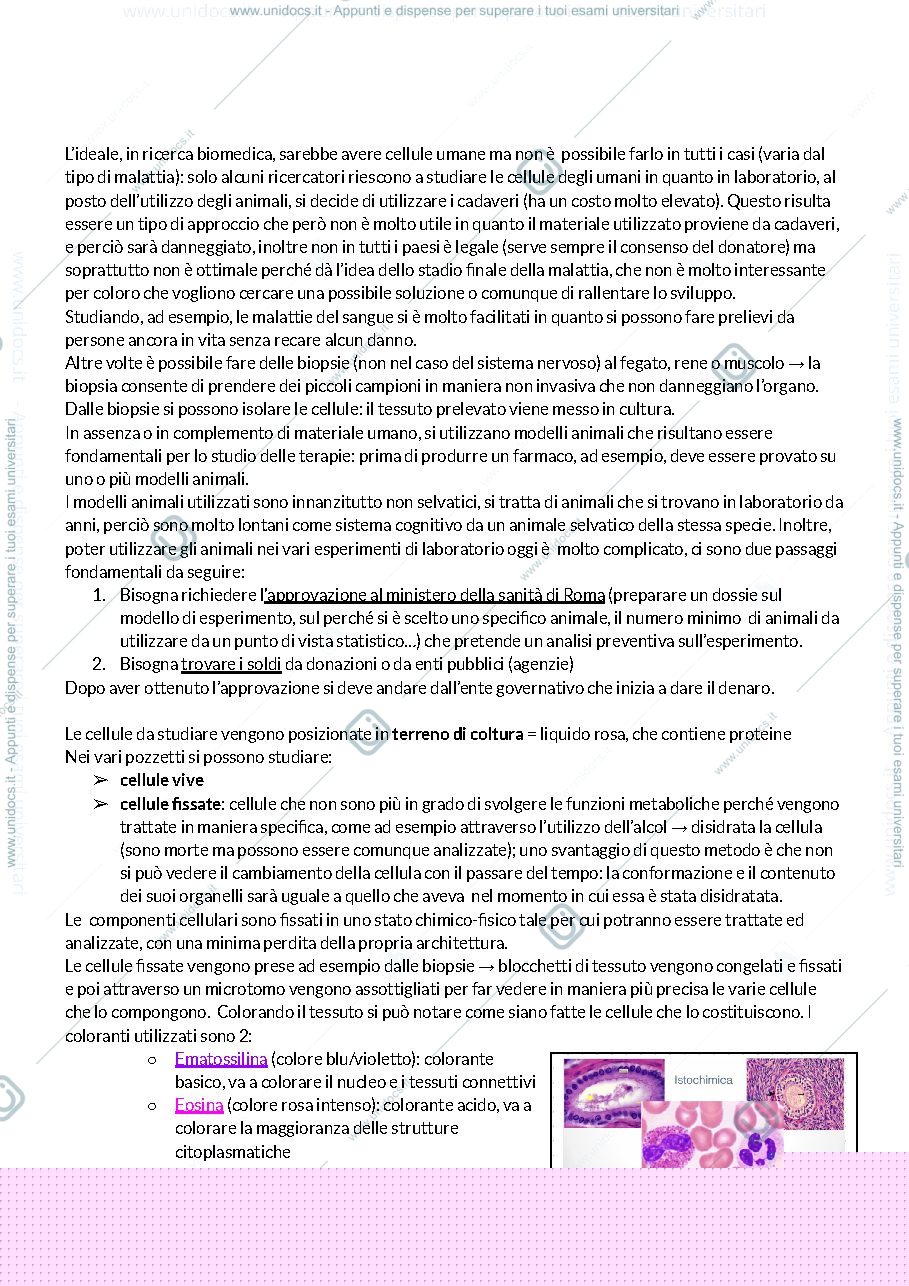 Anteprima pagina 4 — la cellula