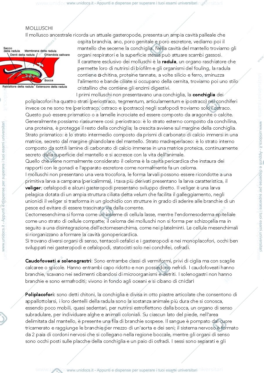 Anteprima pagina 1 — molluschi 