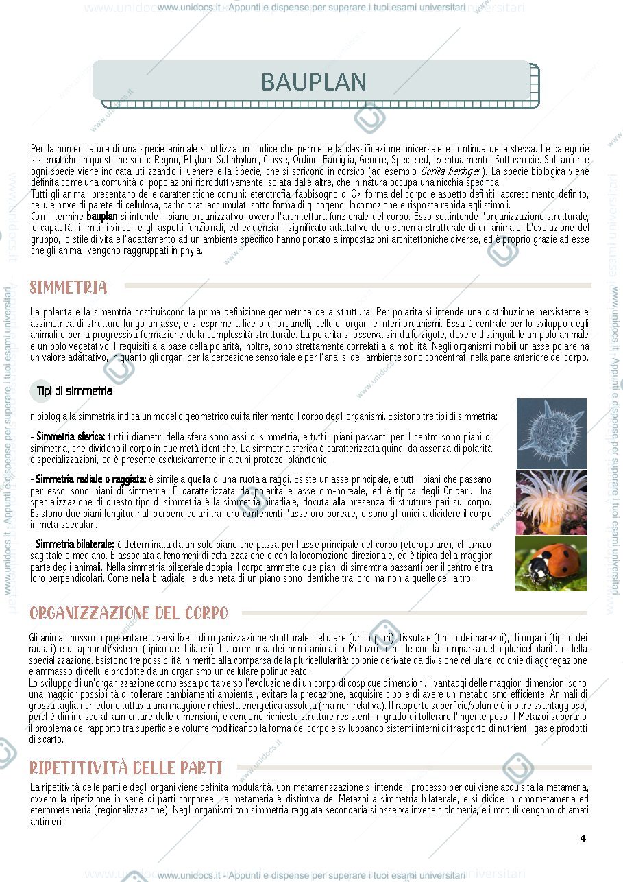 Anteprima pagina 4 — Appunti biologia e sistematica animale