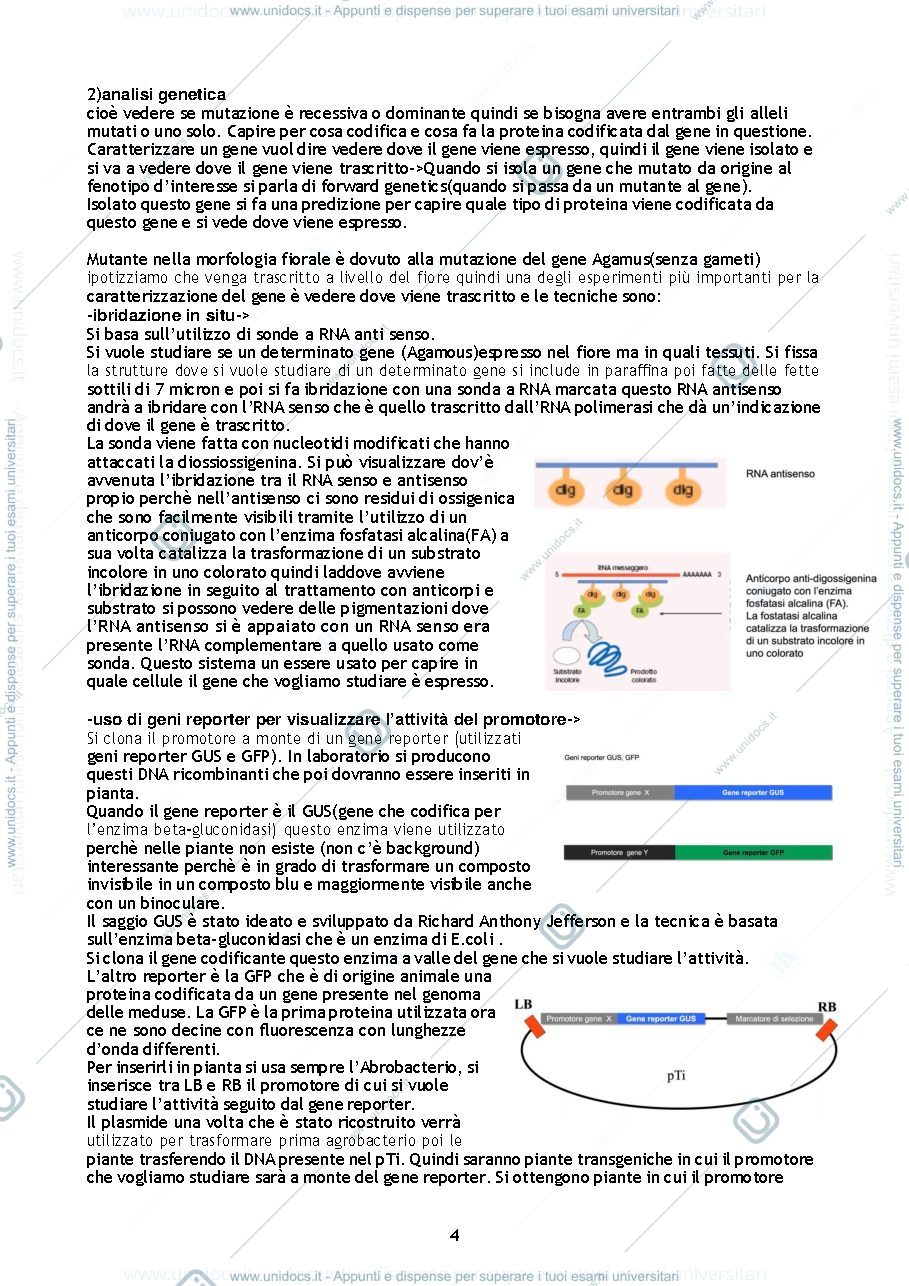 Anteprima pagina 4 — Biologia e sistematica vegetale
