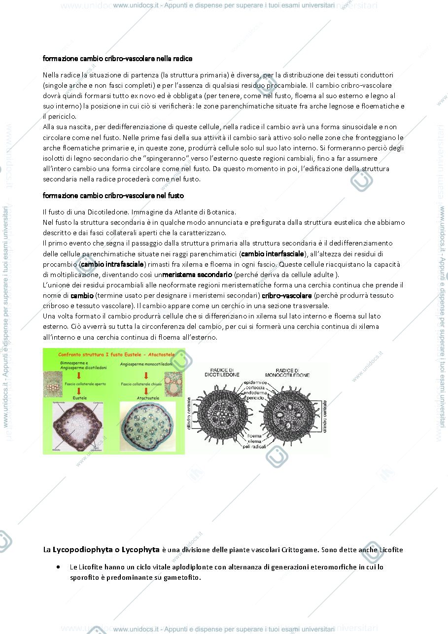 Anteprima pagina 1 — Riassunto di biologia e sistematica vegetale (botanica)
