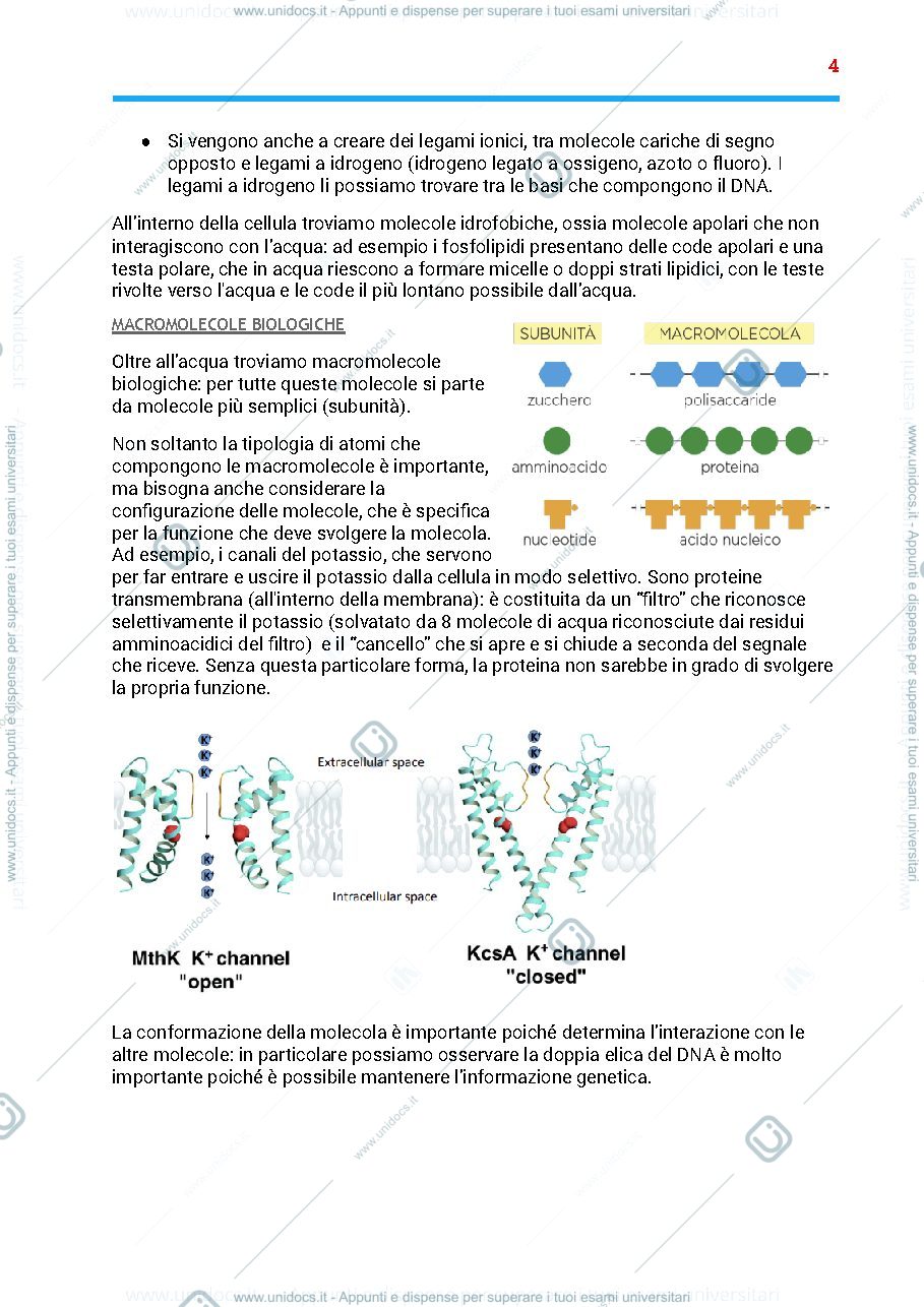 Anteprima pagina 4 — Riassunto programma biologia,fisiologia e anatomia
