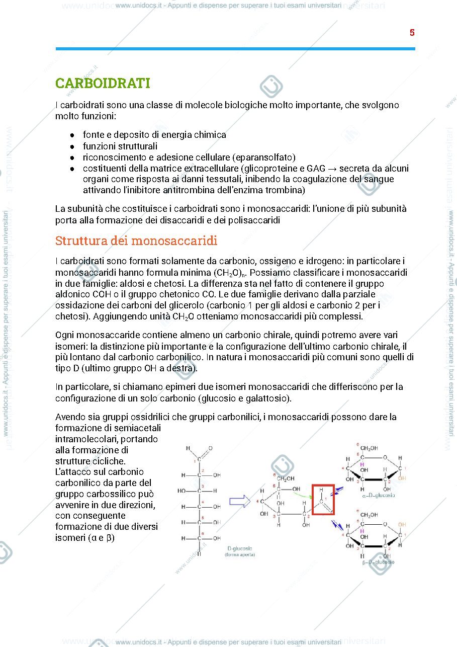 Anteprima pagina 5 — Riassunto programma biologia,fisiologia e anatomia