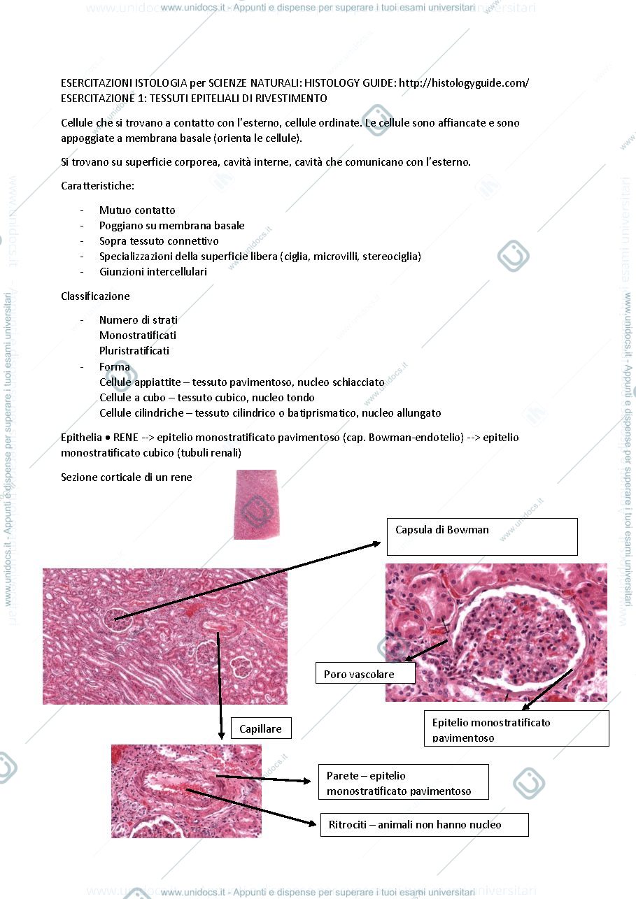 Anteprima pagina 1 — istologia