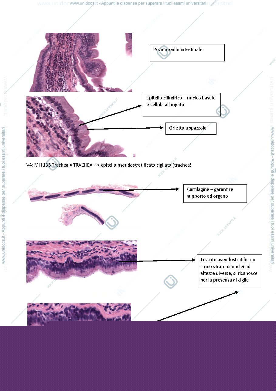 Anteprima pagina 3 — istologia
