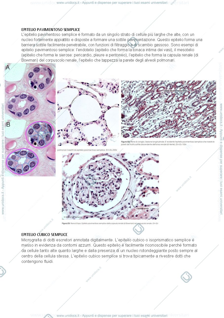 Anteprima pagina 1 — Istologia del primo anno di scienze naturali, Prof T. Vaccari. VETRINI+COMMENTI