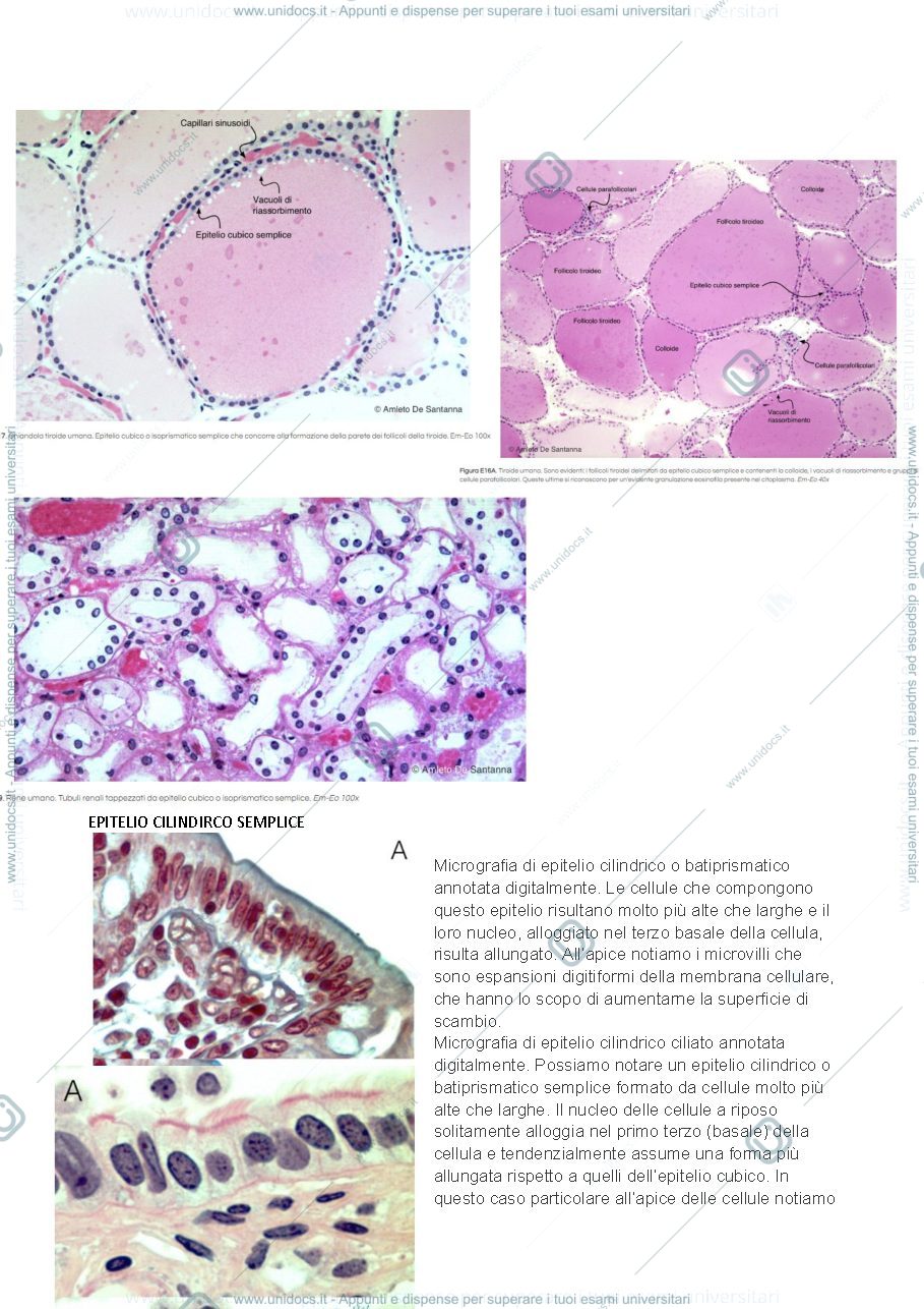 Anteprima pagina 2 — Istologia del primo anno di scienze naturali, Prof T. Vaccari. VETRINI+COMMENTI
