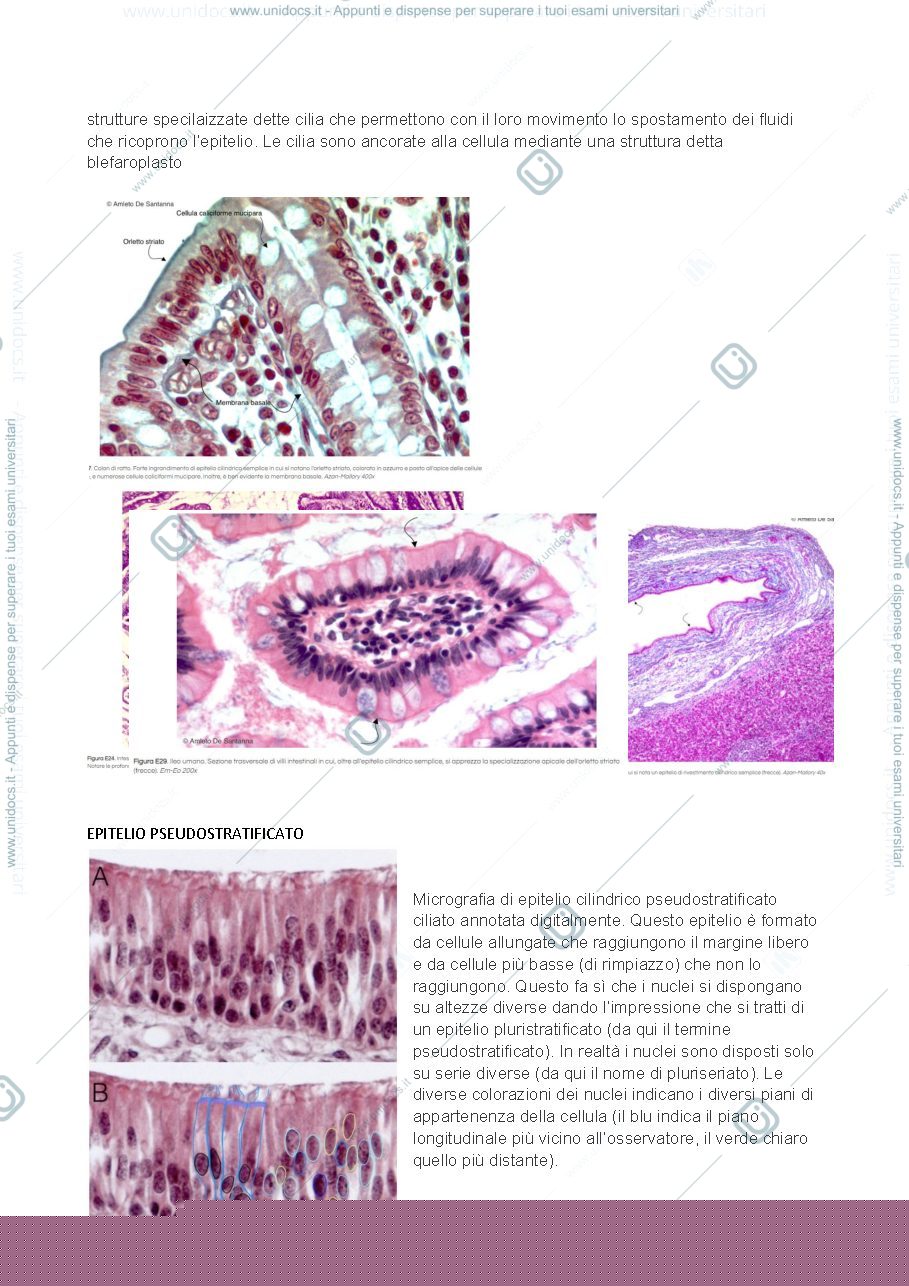 Anteprima pagina 3 — Istologia del primo anno di scienze naturali, Prof T. Vaccari. VETRINI+COMMENTI