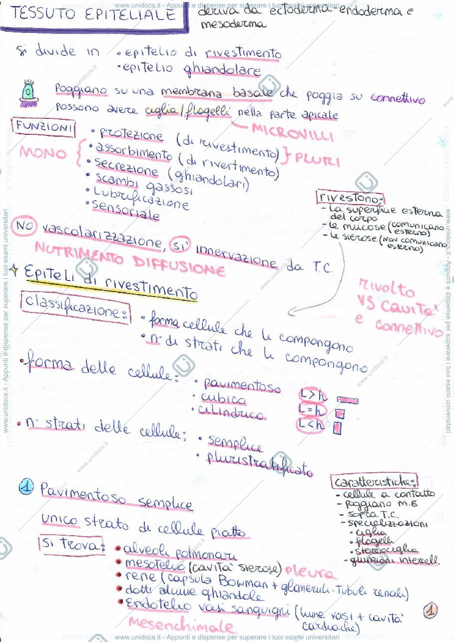 Anteprima pagina 1 — Sintesi di Istologia per Scienze Naturali
