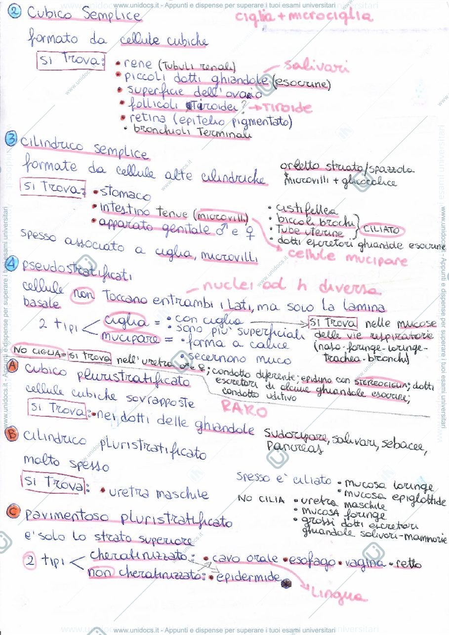 Anteprima pagina 2 — Sintesi di Istologia per Scienze Naturali