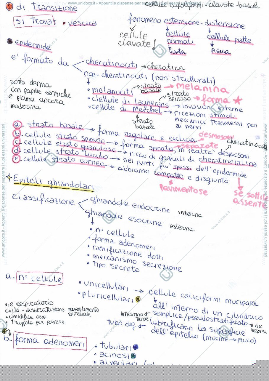 Anteprima pagina 3 — Sintesi di Istologia per Scienze Naturali
