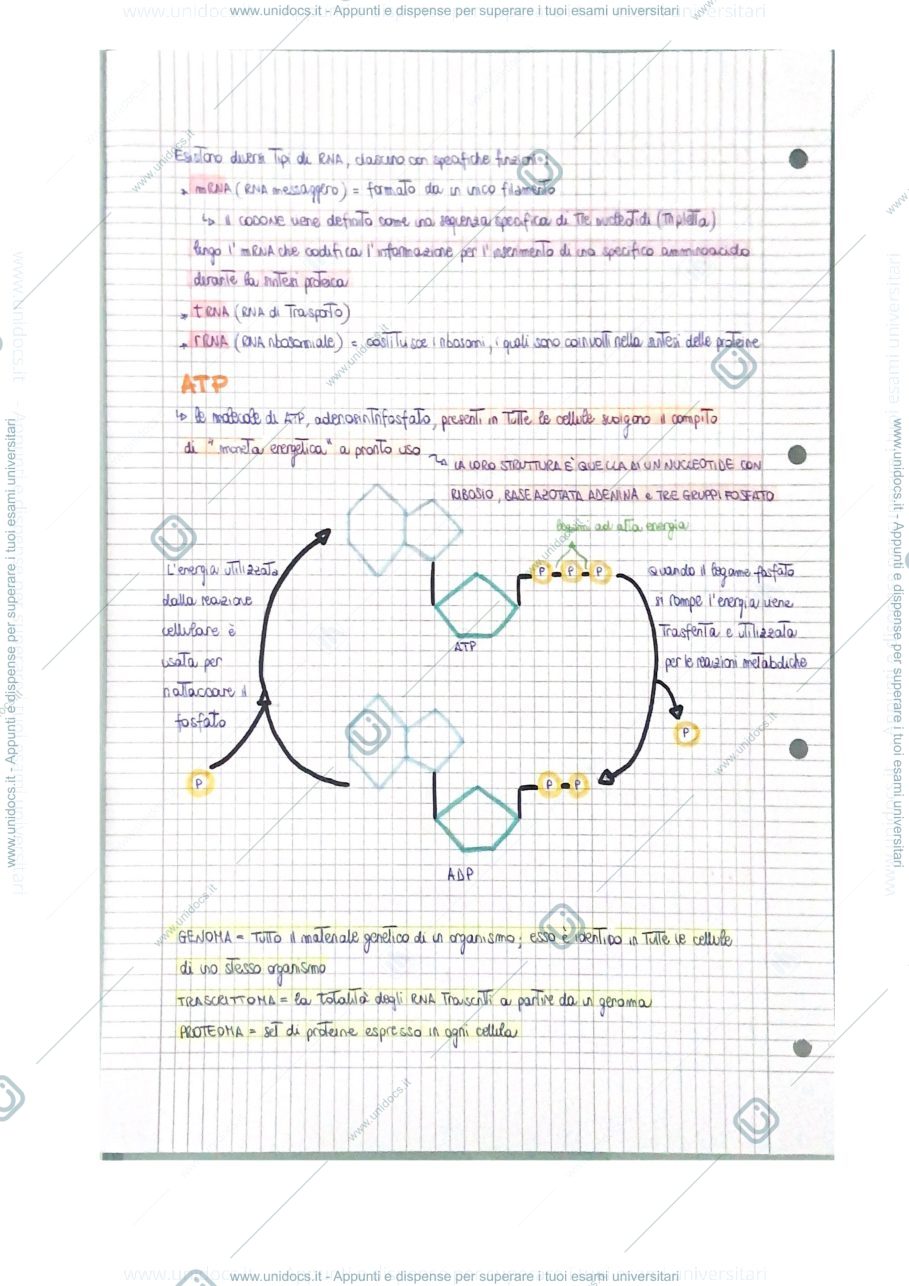 Anteprima pagina 2 — appunti macromolecole 